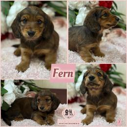 Fern - Red female Dachshund puppy in Meadville, Pennsylvania from Four Seasons Dachshunds