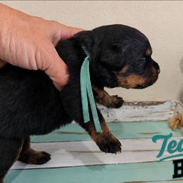 Teal boy - Black and mahogany male Rottweiler puppy in Lake City, Florida from Haus Der Wut Kennels