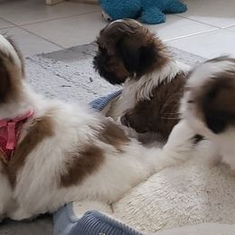 Shih Tzu Puppies from Shelly Riley