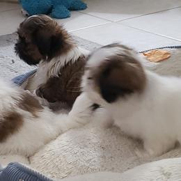Shih Tzu Puppies from Shelly Riley