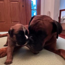 Girl 1 - Fawn female Boxer puppy in Wellington, Ohio from Brinkhaven Boxers