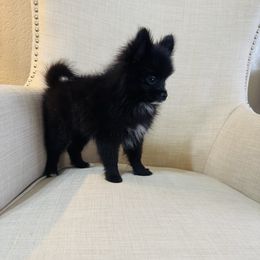 Chester - Black male Pomeranian puppy in Phoenix, Arizona from Luxpomz