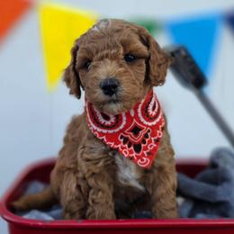 Scout - Red  male Goldendoodle puppy in Payson, Utah from Missy Doodles