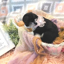 Chihuahua Puppies from Fine Whines & Lickers