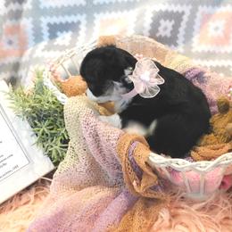 Chihuahua Puppies from Fine Whines & Lickers