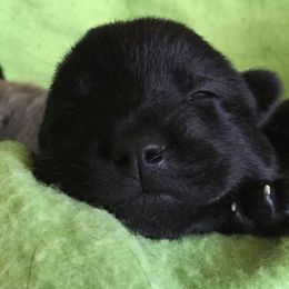 Norwegian Buhund Puppies from Nordlys Norwegian Buhunds