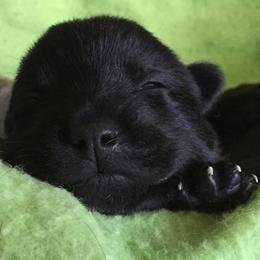 Norwegian Buhund Puppies from Nordlys Norwegian Buhunds