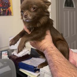 Jaunita - Chihuahua