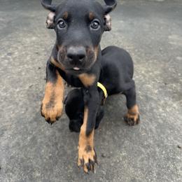 Doberman Pinscher Puppies from Elite Dobermans of Atlanta