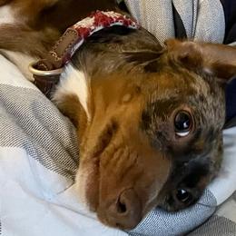 Dachshunds from Pretty Painted Mini Doxies