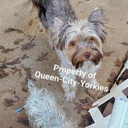 Scarlett - Chocolate and tan female Yorkshire Terrier puppy in Charlotte, North Carolina from Queen City Yorkies