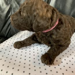 Goldendoodle Puppies from Surrey Lane Doodles
