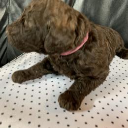Goldendoodle Puppies from Surrey Lane Doodles