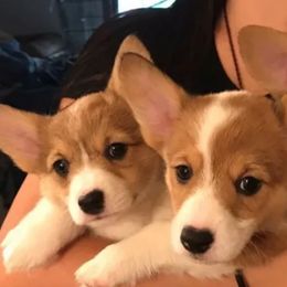 Cardigan Welsh Corgi and Pembroke Welsh Corgi Puppies from Dream Giver Corgis