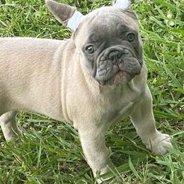 Boxer and French Bulldog Puppies from Beachside Boxers and Frenchies