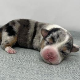 Autumn - Blue merle and white female American Corgi puppy in Waco, Texas from The Comma Corgis