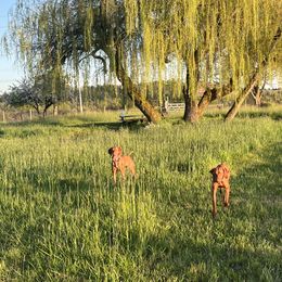 Vizsla All Grown Up from Coast Range Vizslas