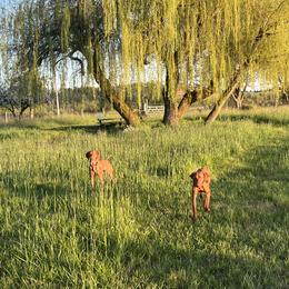 Vizsla All Grown Up from Coast Range Vizslas