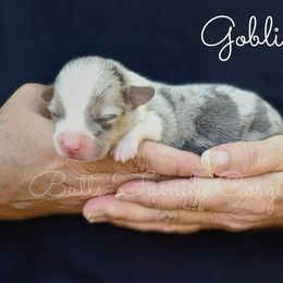 Goblin - Blue merle and white male American Corgi puppy in Cameron, North Carolina from Butts Family Corgis