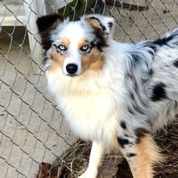 Miniature Australian Shepherds and Toy Australian Shepherds from Tonia Johnson's Toy and Miniature Australian Shepherds