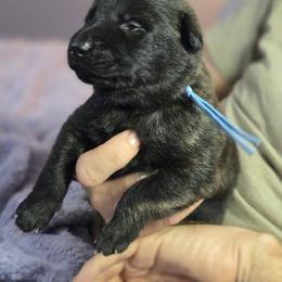 Light Blue Collar Male - Gold brindle male Dutch Shepherd puppy in Dallas, Georgia from Bluestone Creek Dutch Shepherds