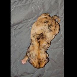 Girl 1 SC - Merle female Chihuahua puppy in Meridian, Oklahoma from Crazy Love Kennels