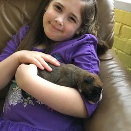 Boxer Puppies from Quinney’s Boxers