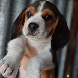 Cooper - Black tan and white male Beagle puppy in Susanville, California from Homegrown Beagles