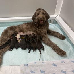 Australian Labradoodle Puppies from Salona Australian Labradoodles
