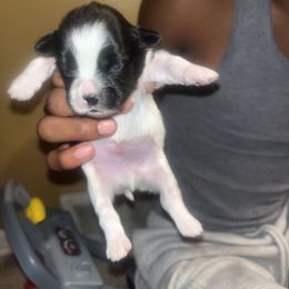 Puppy 1 - Black and white male Shih Tzu puppy in Memphis, Tennessee from Lady Class Kennel