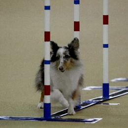 Shetland Sheepdogs from Shalaine