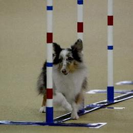 Shetland Sheepdogs from Shalaine