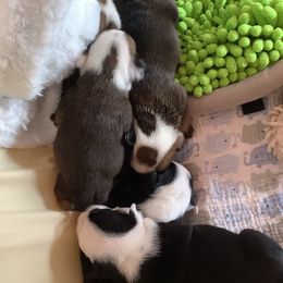 Bulldog Puppies from Chazzerdog Bulldogs