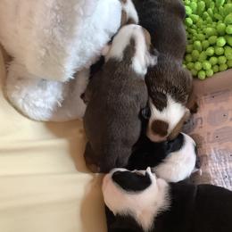 Bulldog Puppies from Chazzerdog Bulldogs