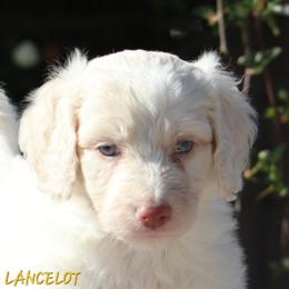 Aussiedoodle, Australian Shepherd, and Miniature Australian Shepherd Puppies from God’s Little Aussies