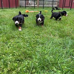 Appenzeller Sennenhund Puppies from HussarRidge