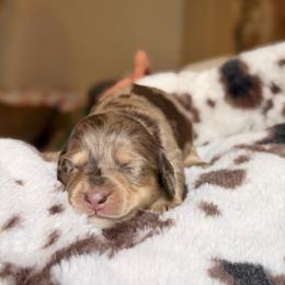Buzz - Dapple male Dachshund puppy in Hornbeck, Louisiana from A&Z Mini Dachshunds
