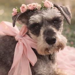 Miniature Schnauzer puppies from Angela Kathleen Stout