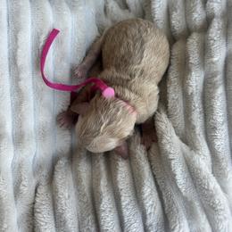 Pink Collar - Red female Havapoo puppy in Powder Springs, Georgia from West Cobb Dogs