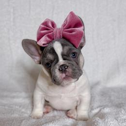 Aretha Franklin - Tricolors female French Bulldog puppy in Sterling Heights, Michigan from Freshwater Frenchies