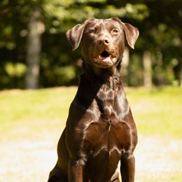 Xena - Labrador Retriever