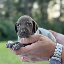 Boy 1 - male German Shorthaired Pointer puppy in Six Mile, South Carolina from The Proper Pointer Co.