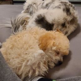 Aussiedoodle, Poodle, and Toy Australian Shepherd Puppies from Heartland Ranch