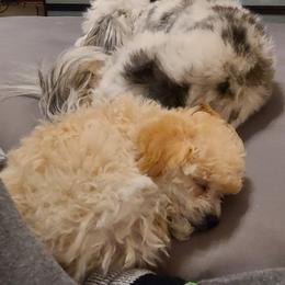 Aussiedoodle, Poodle, and Toy Australian Shepherd Puppies from Heartland Ranch