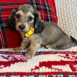 Chewy - Cream male Dachshund puppy in Janesville, California from Elysian Creek Doxies