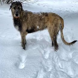 Irish Wolfhound All Grown Up from Salish Irish Wolfhounds