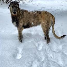 Irish Wolfhound All Grown Up from Salish Irish Wolfhounds