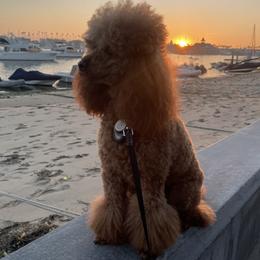 Yogi - Poodle