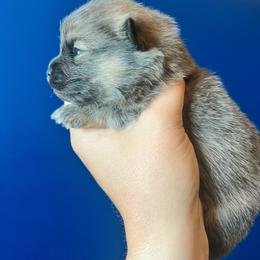 Silver boy - Tri-colored male Pomeranian puppy in Hernando, Mississippi from The Pom Squad