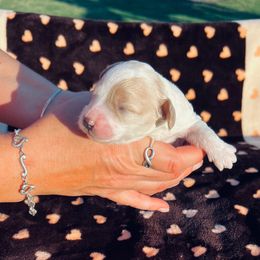 Skye - Blenheim female Cavapoo puppy in Fort Worth, Texas from Creekwood Miniature Cavapoos